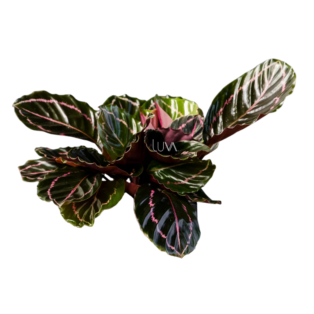 CALATHEA DOTIE (2)