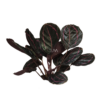 CALATHEA DOTIE (3)