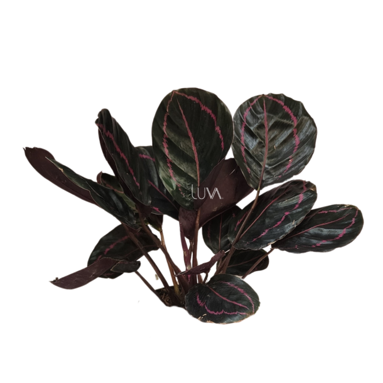 CALATHEA DOTIE