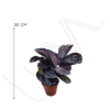 CALATHEA DOTIE (4)