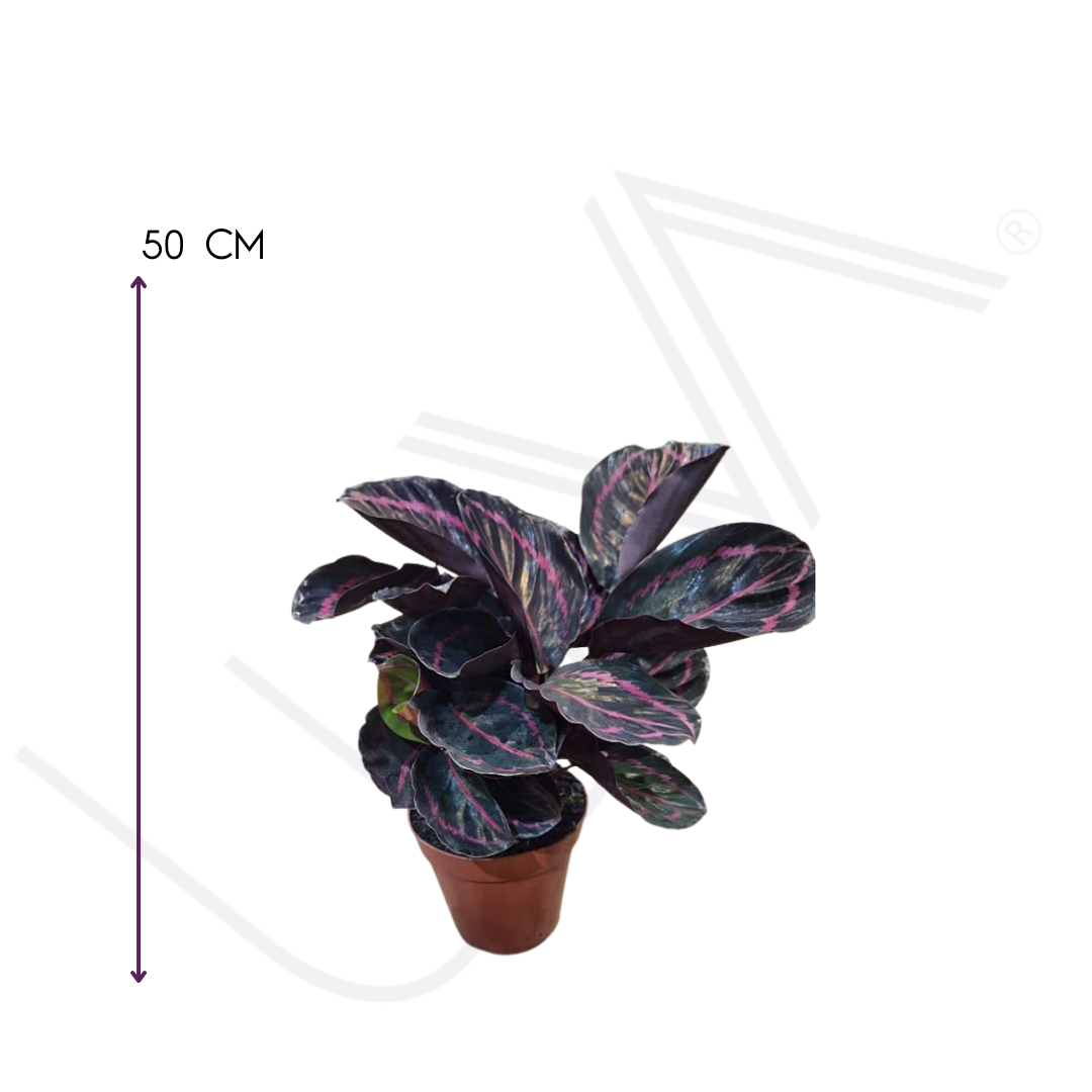 CALATHEA DOTIE (4)