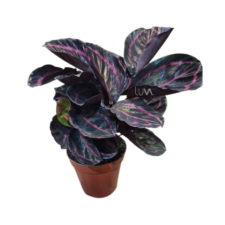 CALATHEA DOTIE