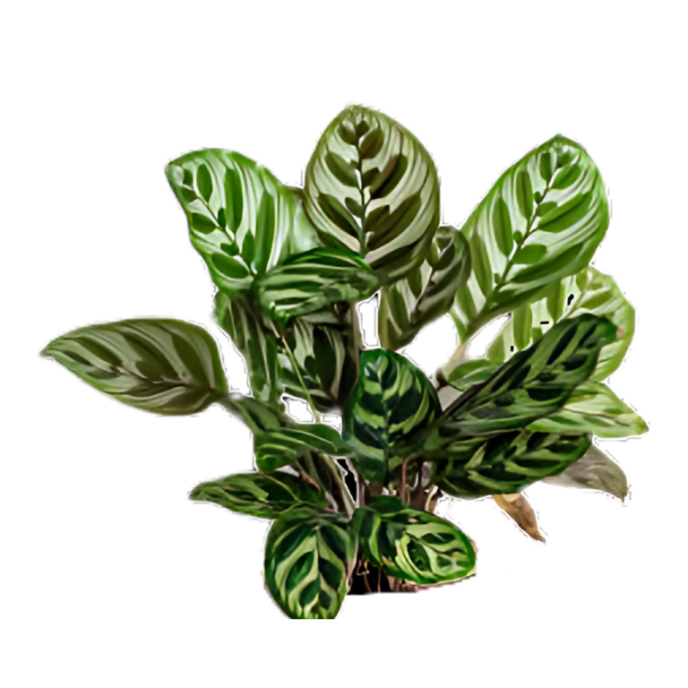 CALATHEA MAKOYANA