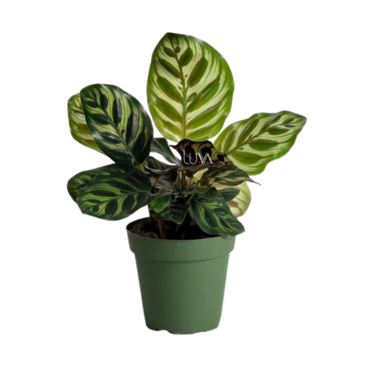 CALATHEA MAKOYANA