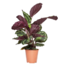 CALATHEA MEDALLON