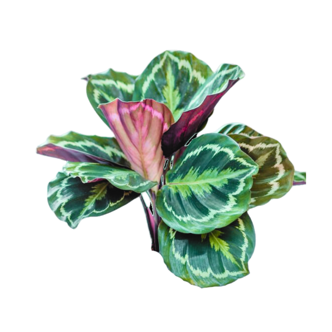CALATHEA MEDALLON (2)