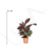 CALATHEA MEDALLON (3)