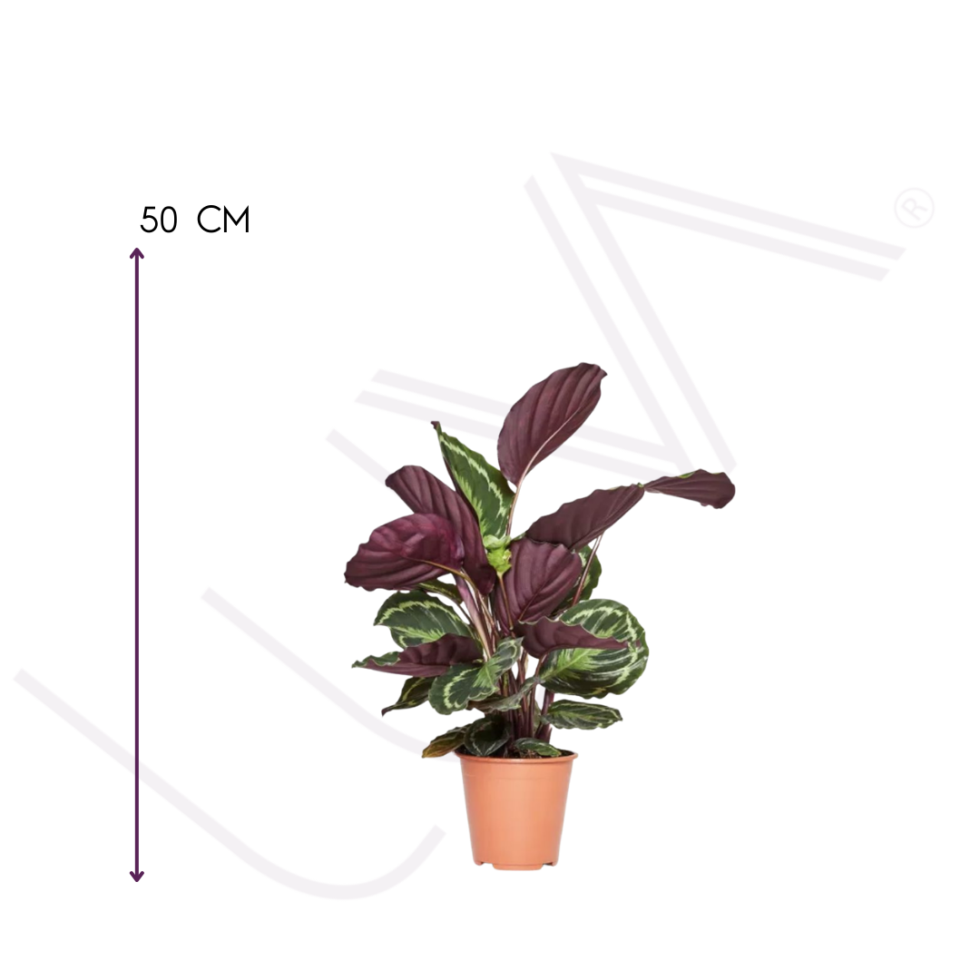 CALATHEA MEDALLON (3)