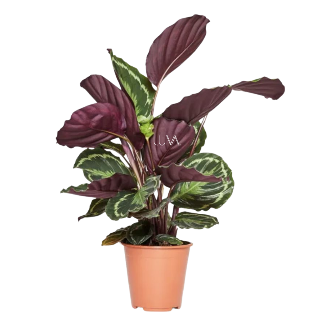CALATHEA MEDALLON