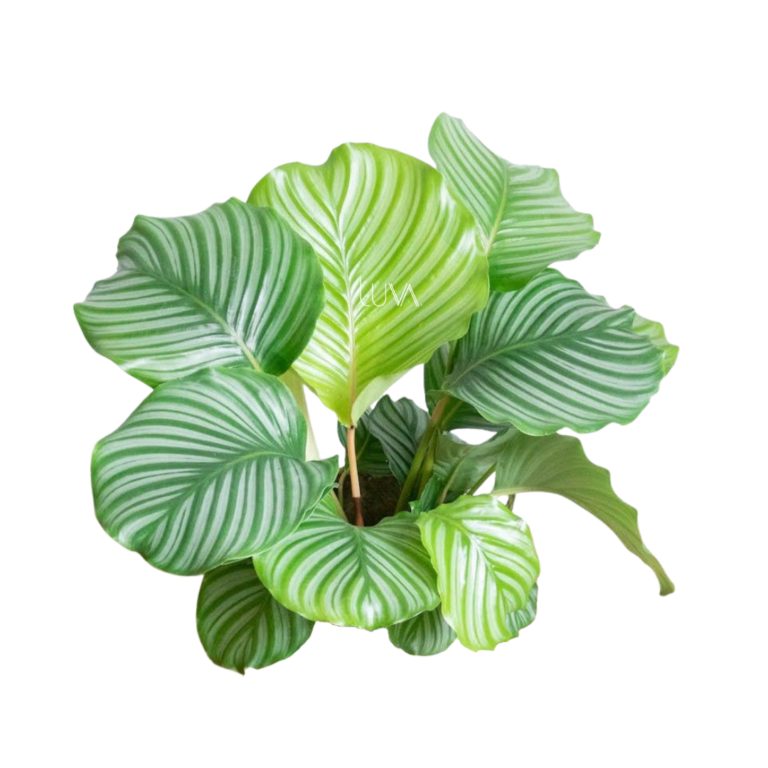 CALATHEA ORBIFOLIA