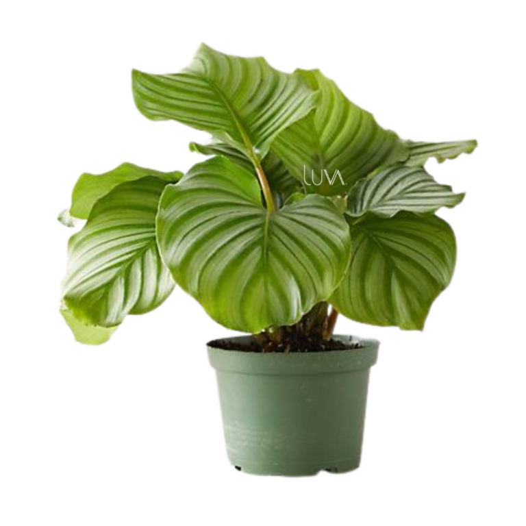 CALATHEA ORBIFOLIA