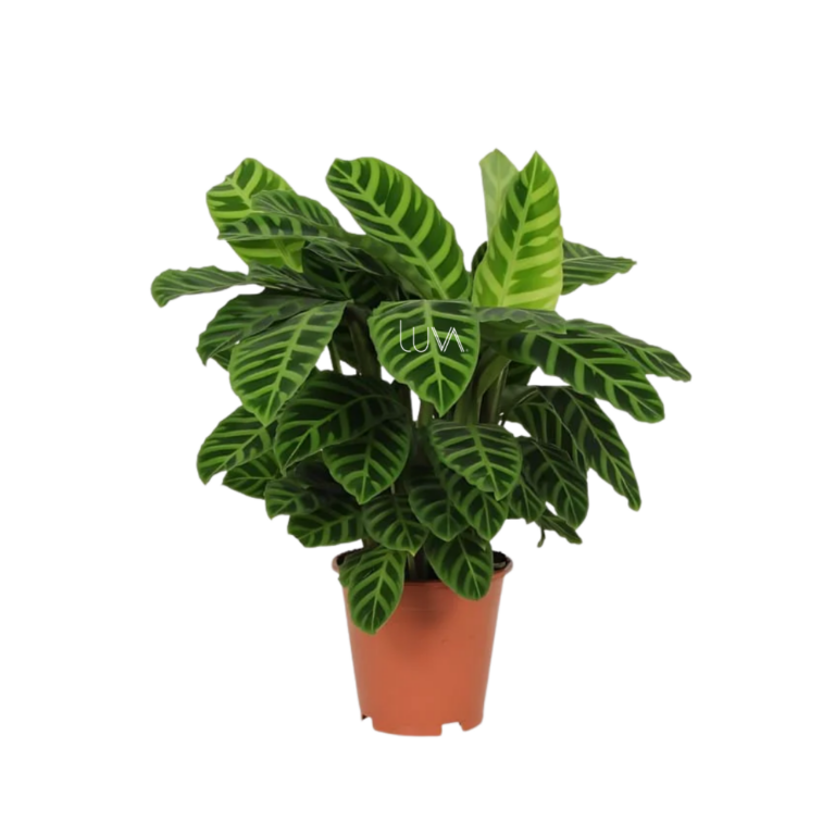 CALATHEA ZEBRINA (3)