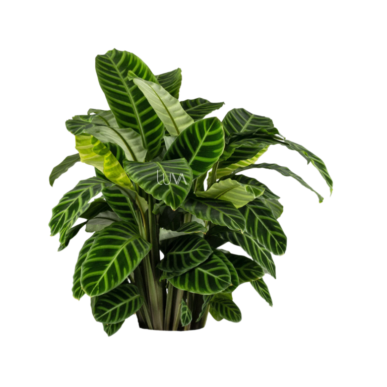 CALATHEA ZEBRINA (3)