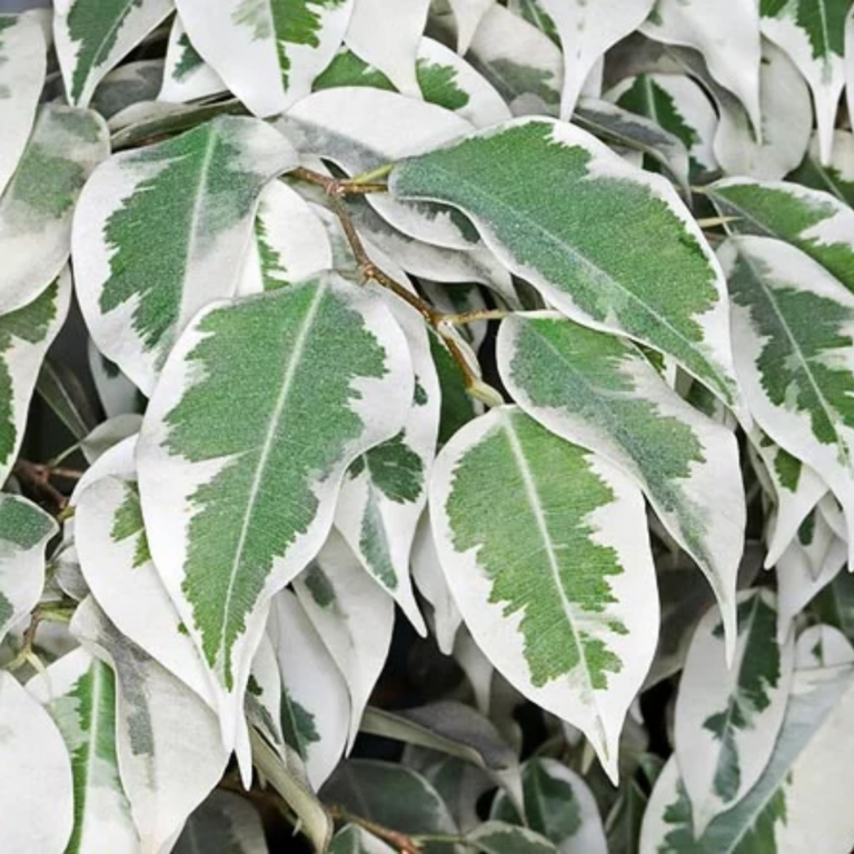 FICUS BENJAMINA BLANCO (5)