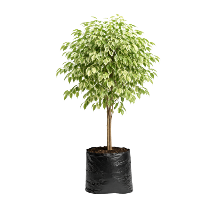 FICUS BENJAMINA BLANCO (5)