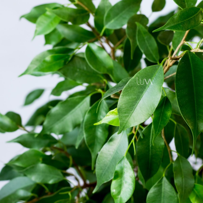FICUS BENJAMINA VERDE