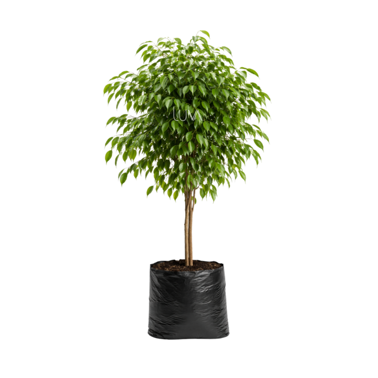 FICUS BENJAMINA VERDE