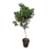FICUS MOCLAME (3)