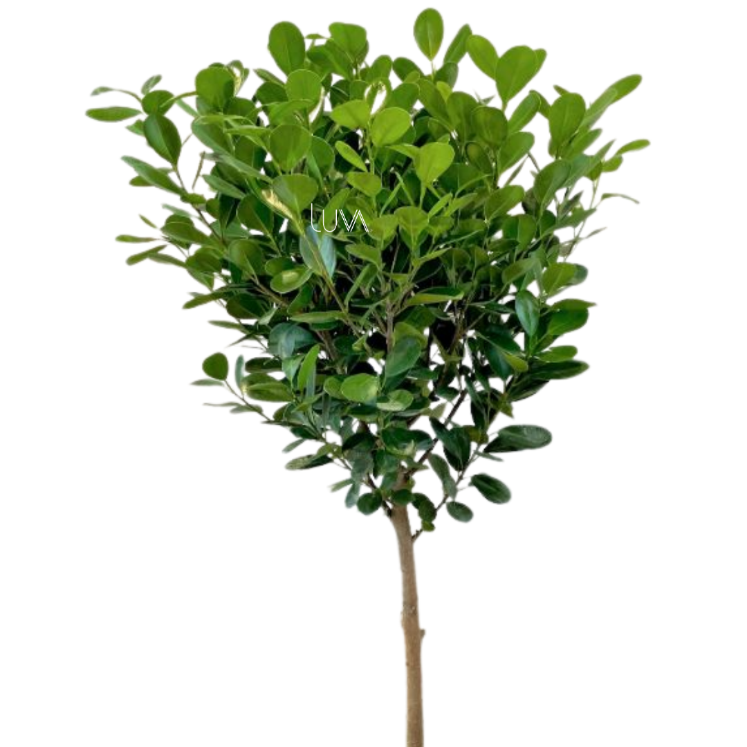 FICUS MOCLAME (4)