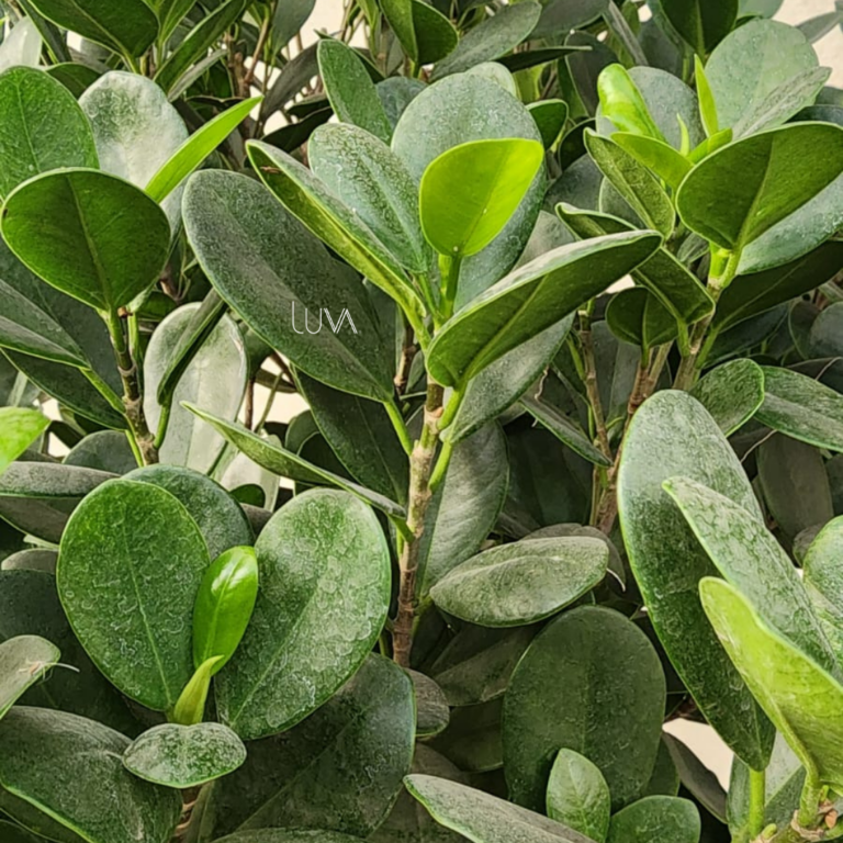 FICUS MOCLAME (3)
