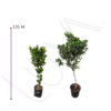 FICUS MOCLAME (6)