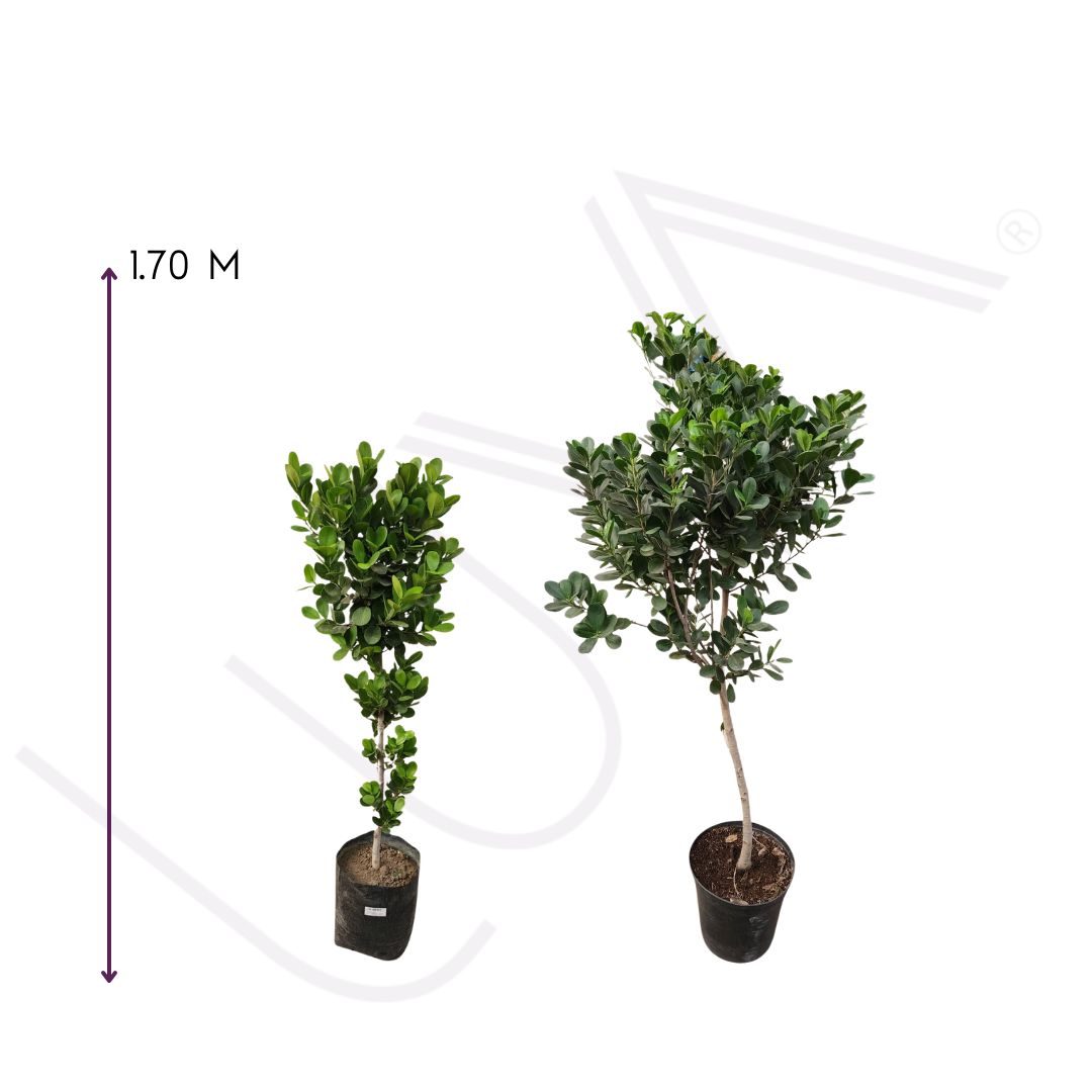 FICUS MOCLAME (6)