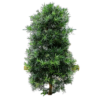 PODOCARPUS (2)