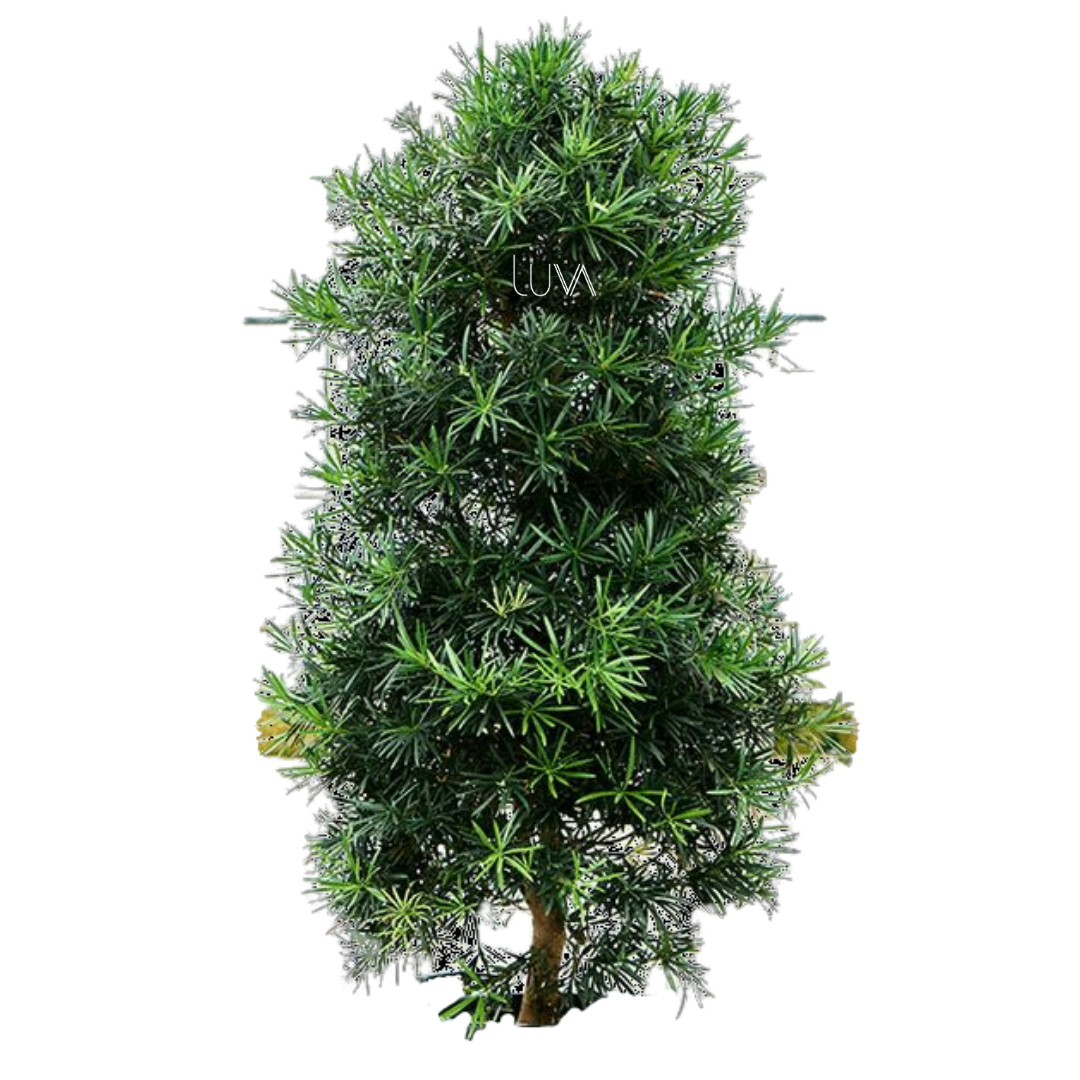 PODOCARPUS (2)