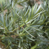 PODOCARPUS (3)