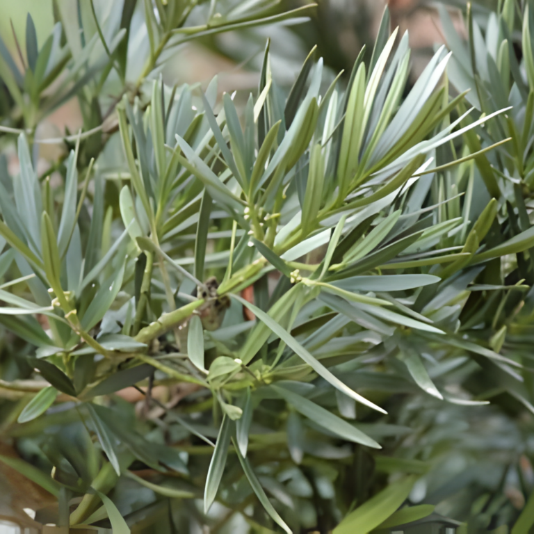 PODOCARPUS