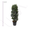 PODOCARPUS (4)