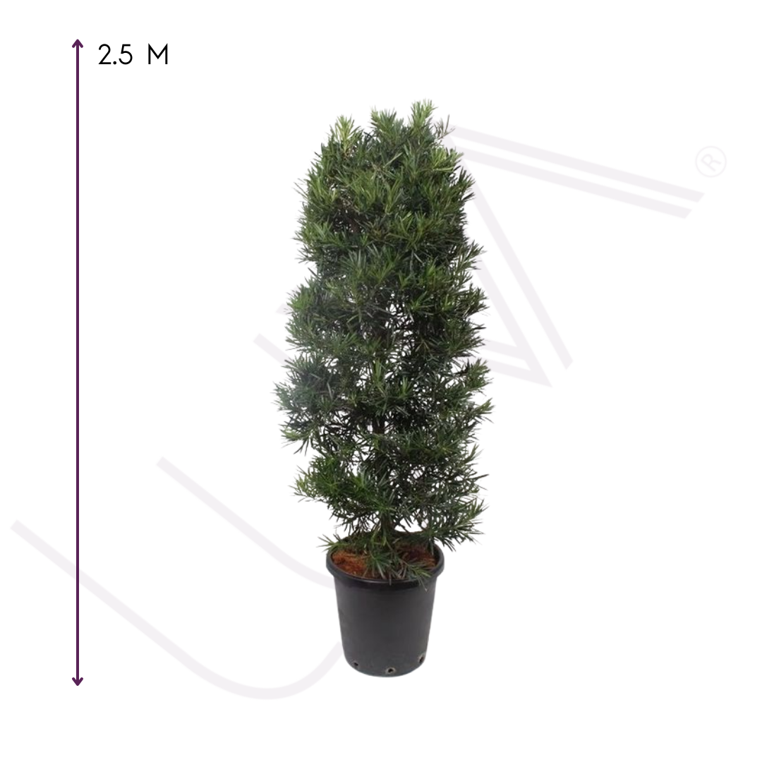 PODOCARPUS (4)