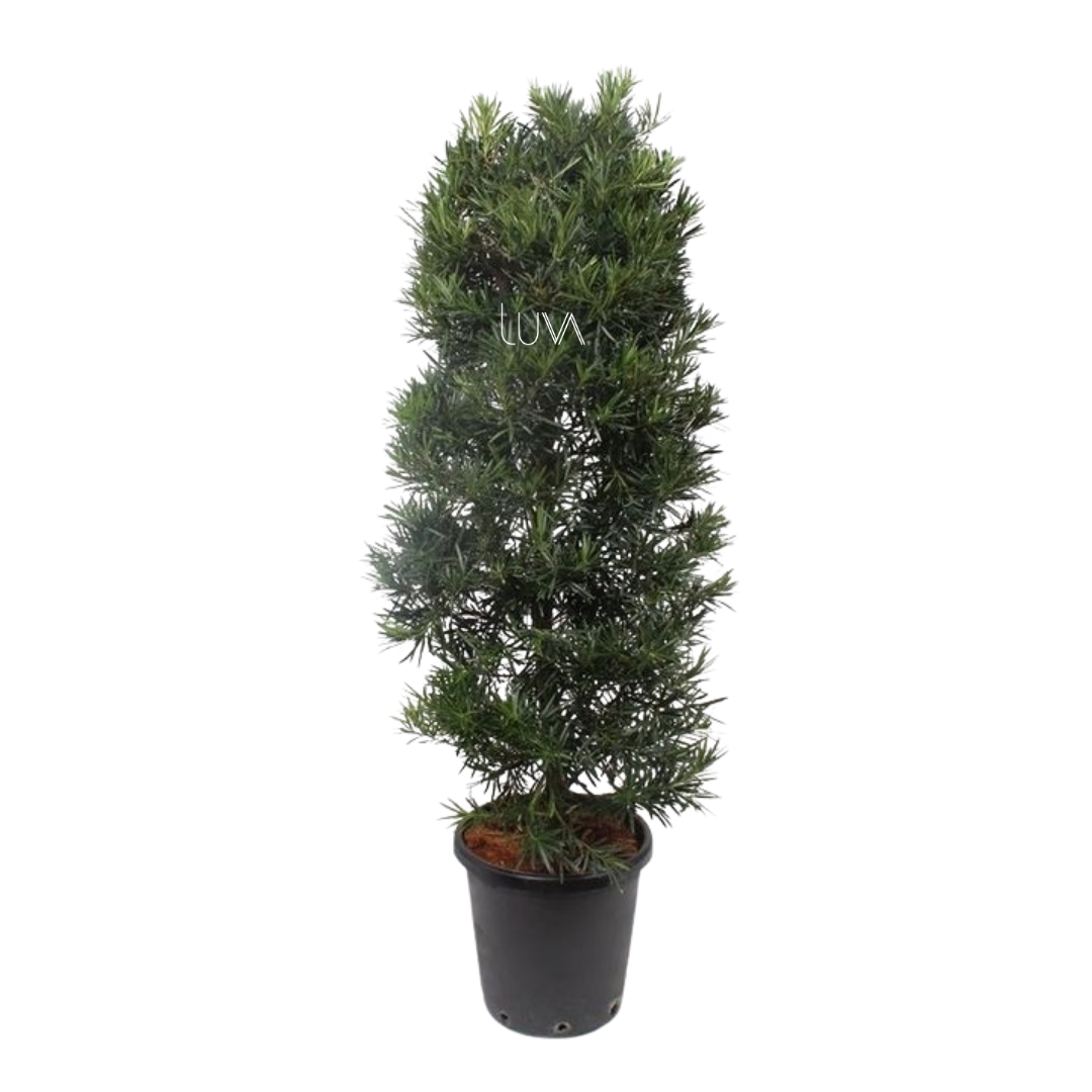 PODOCARPUS