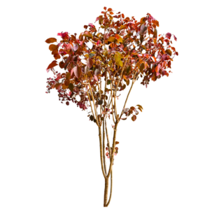ÁRBOLES