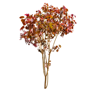 ÁRBOLES