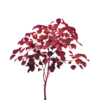 SANGRE LIBANESA (2)