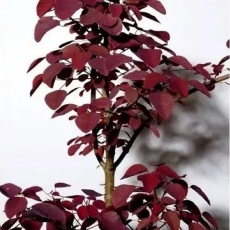 SANGRE LIBANESA