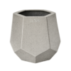 TULIPAN GRIS