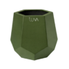 TULIPAN VERDE